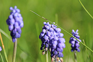 Lilafarbene Traubenhyazinthen auf einer grünen Wiese.